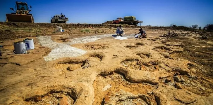 Факти за Съншайн Коуст, Куинсланд, Австралия 9 В Куинсланд, Австралия се намира един от най-големите известни отпечатъци от динозаври в целия свят