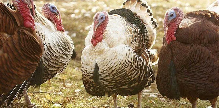 Защо се яде пуйка на Коледа? 3 Защо се яде пуйка на Коледа?