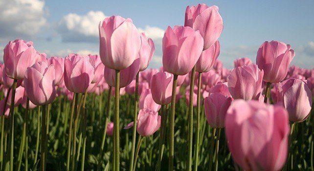 20 факта за розовия цвят 2 115240 20 facts about the color pink
