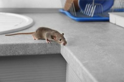 4 хуманни съвета за справяне с гризачите 2 120856 4 humane tips for dealing with rodents moving com