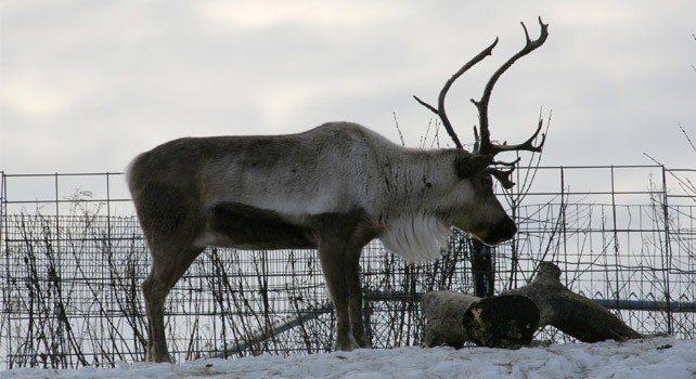 20 интересни факта за северните елени 2 138342 20 interesting facts about reindeer