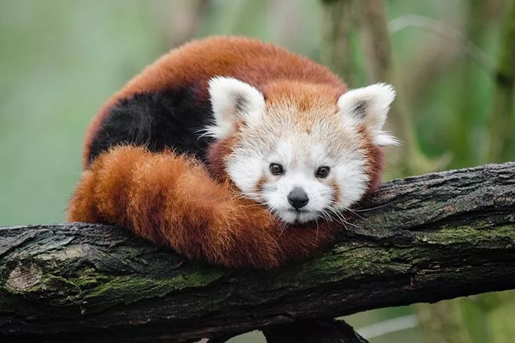 100 изненадващи технологични факта, които не знаете 103 Логото на Firefox не е лисица.