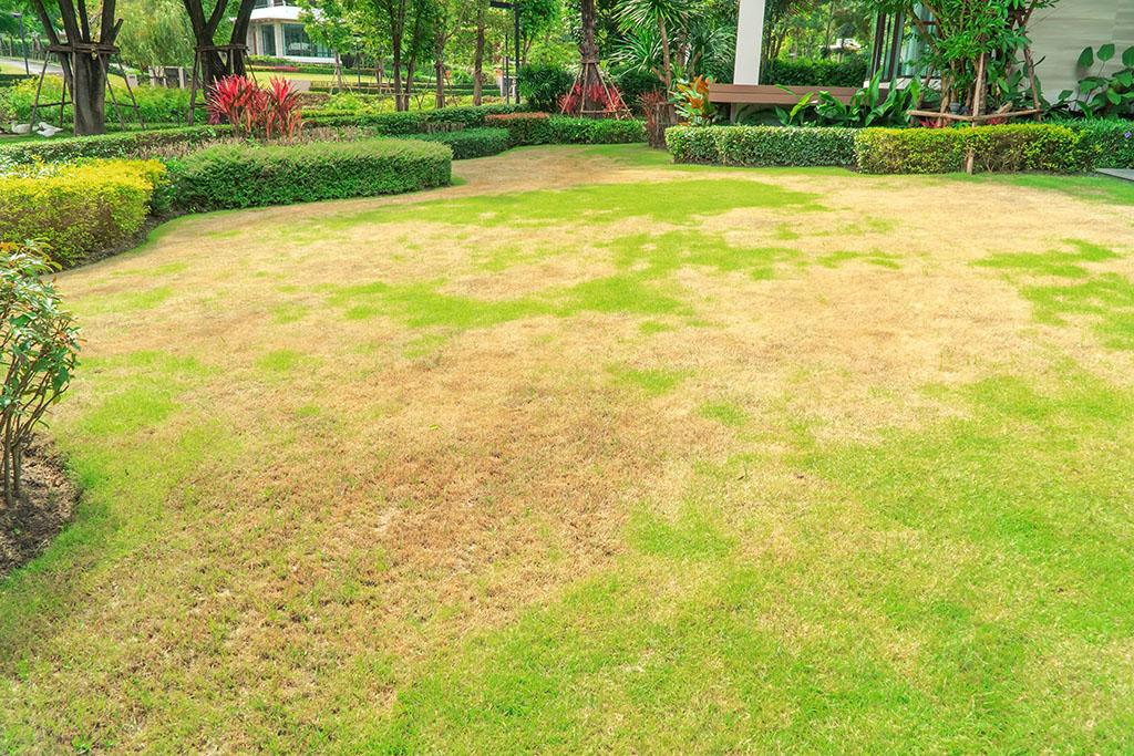 6 причини защо тревата умира 2 147597 5 reasons why your grass is dying moving com