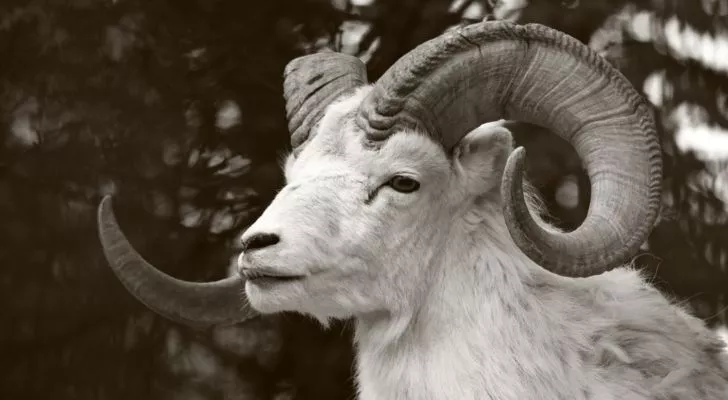 Невероятни факти за зодия Овен 12 Умни ли са Овните?