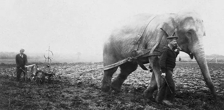 Слонът Лизи, Индустриален талисман от Първата световна война на Шефилд 9 След войната