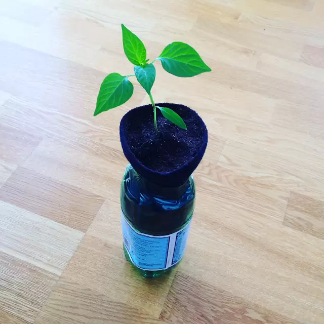 20 DIY Self Watering Planters 45 One Cut Soda Bottle Self-Watering Planter