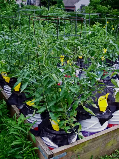 20 DIY Self Watering Planters 43 Make A Self-Watering Container With Buckets